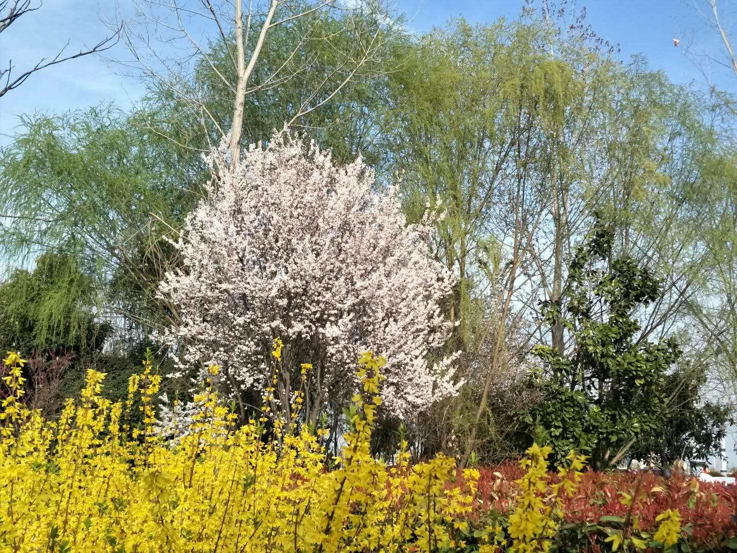 春天里，我們一起來(lái)看花