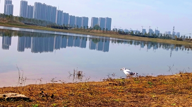 打造水生態(tài)城市，讓周口更宜居