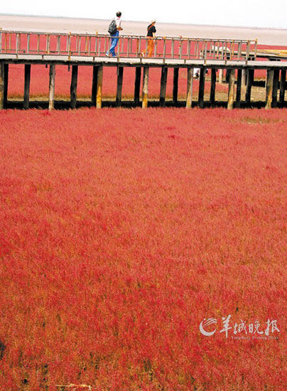 遼寧盤錦紅海灘，面積達(dá)9萬畝