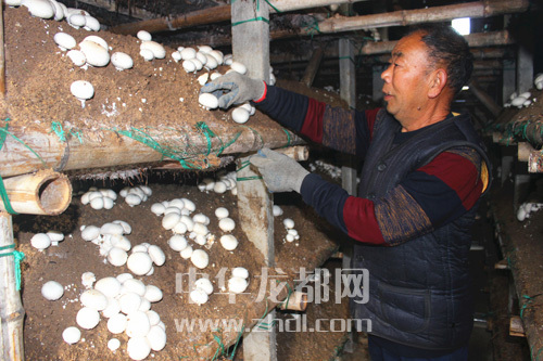 周口項城：食用菌種植基地內(nèi)，工人正在查看雙孢菇長勢