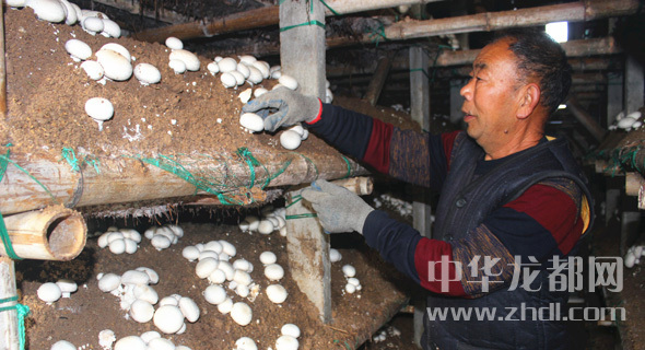 周口項城：食用菌種植基地內(nèi)，工人正在查看雙孢菇長勢